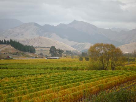 VineSmart - New Zealand Vineyard, Winery, Home, and Olive Grove For Sale - Marlborough, South Island, New Zealand  - Wine Real Estate